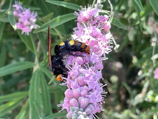 Urlaub, Kroatien, Insel, Krk