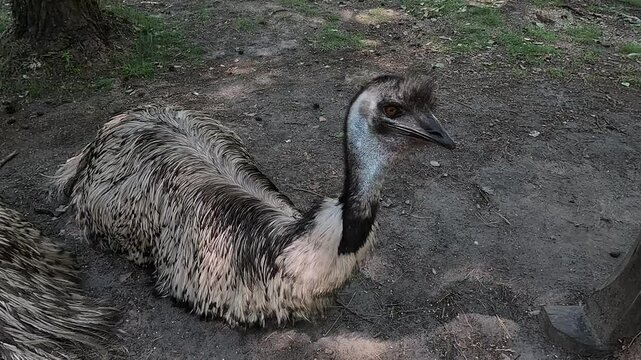 Exotic ostrich emu bird on a summer day