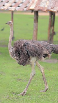 Exotic ostrich emu bird on a summer day