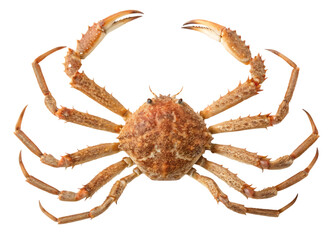 Brown Spiny Crab Isolated