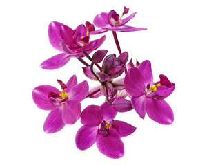 Purple orchid flowers with leaves, Philippine ground orchid, Tropical flowers isolated on white background, with clipping path   