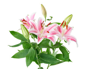 Japanese lily, Pink lily flowers, Lilium speciosum isolated on white background, with clipping path    