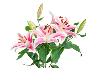 Japanese lily, Pink lily flowers, Lilium speciosum isolated on white background, with clipping path    