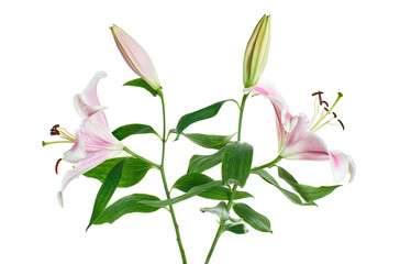 Japanese lily, Pink lily flowers, Lilium speciosum isolated on white background, with clipping path    