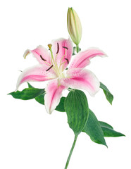 Japanese lily, Pink lily flowers, Lilium speciosum isolated on white background, with clipping path    