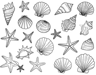 Black and white seashell and starfish collection