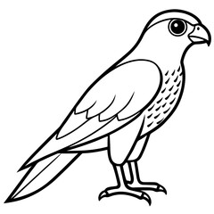 Sparrowhawk Vector Outline