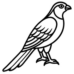 Sparrowhawk Vector Outline