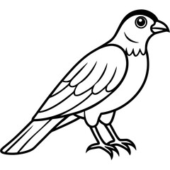 Sparrowhawk Vector Outline