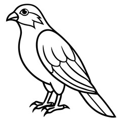 Sparrowhawk Vector Outline