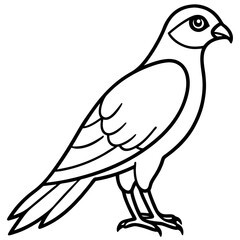 Sparrowhawk Vector Outline