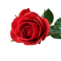 Close-up of a vibrant red rose with water droplets