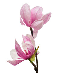 Purple magnolia flower, Magnolia felix isolated on white background, with clipping path