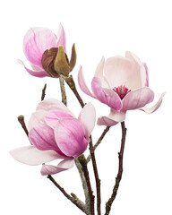 Purple magnolia flower, Magnolia felix isolated on white background, with clipping path