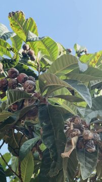 Rotten loquats hanging on the tree with pest damage.
