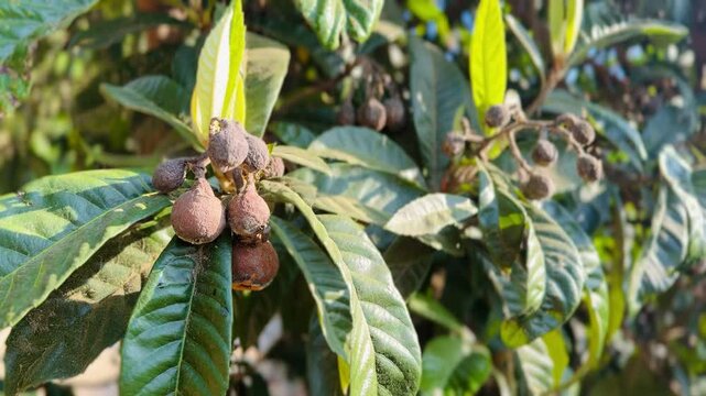 Rotten loquats hanging on the tree with pest damage.
