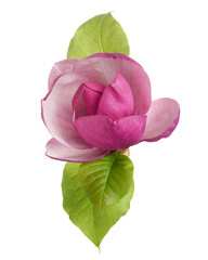Purple magnolia flower, Magnolia felix isolated on white background, with clipping path