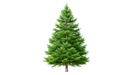 A single green pine tree isolated on transparent background