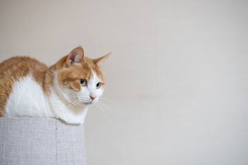 キャットタワーの上でくつろぐ可愛い猫　茶トラ白