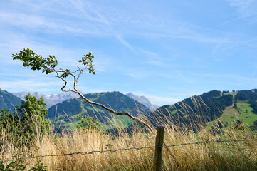 A unique tree bends gracefully over a field, with majestic mountains rising in the background under...