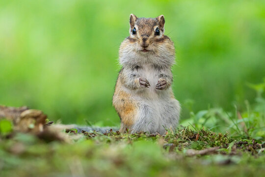 シマリス」の写真素材 | 150,092件の無料イラスト画像 | Adobe Stock