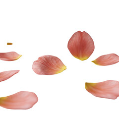 Delicate pink rose petals floating
