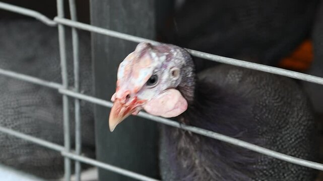 A common guinea fowl eats food in a cage