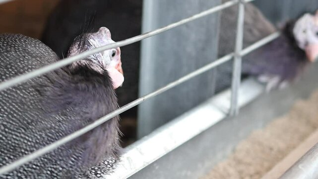 A common guinea fowl eats food in a cage