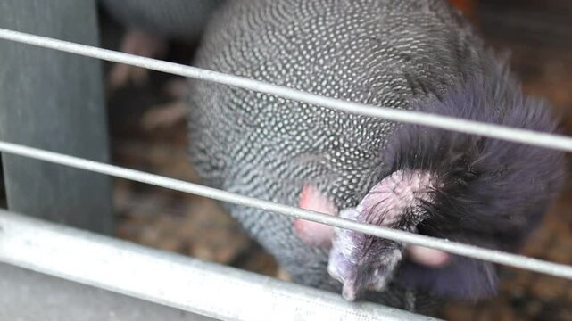 A common guinea fowl eats food in a cage