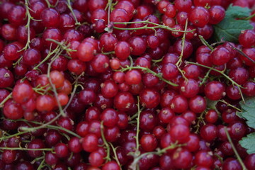 Berries on a large plate on the table. Summer harvest.
