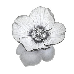Detailed grayscale drawing of a poppy flower