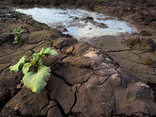 cracked dried earth background and growing green plants save planet Earth global warming
