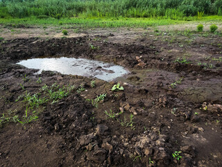 cracked dried earth background and growing green plants save planet Earth global warming
