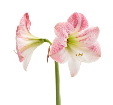 Hippeastrum or Amaryllis flowers ,Pink amaryllis flowers isolated on white background, with clipping path