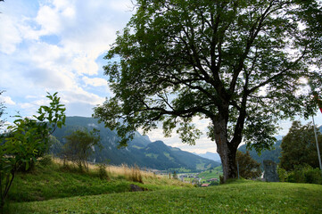 A tranquil setting showcases a large tree overlooking rolling hills and distant mountains under a...