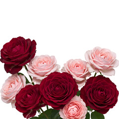 Roses in various shades of pink and red