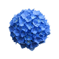 Vibrant blue hydrangea cluster