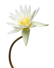 White water lily, Blooming water lily flower isolated on white background, with clipping path  