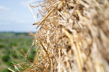 wheat field in summer