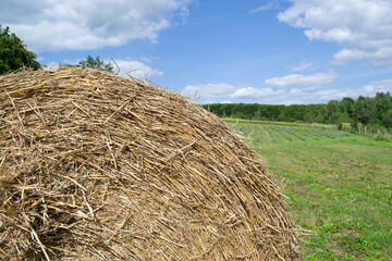 hay bales in the field