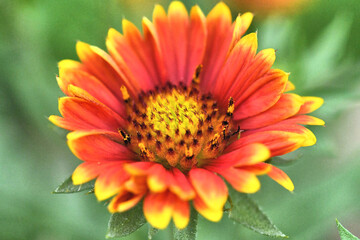Side View Blanket Flower