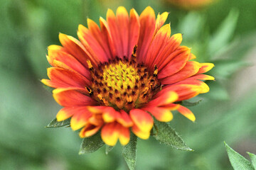 Blanket Flower angled view