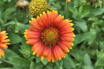 Blanket Flower Sunset Colors