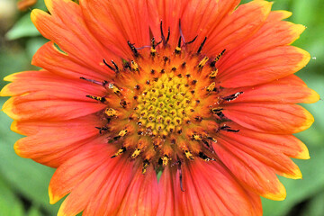 Close up Blanket Flower