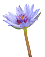 Purple water lily, Blooming water lily flower isolated on white background, with clipping path