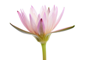 Fototapeta premium Pink water lily, Blooming water lily flower isolated on white background, with clipping path 