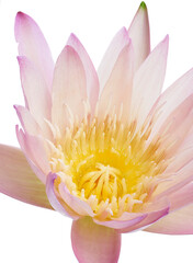 Pink water lily, Blooming water lily flower isolated on white background, with clipping path  