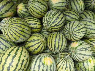 A group picture of small watermelons.