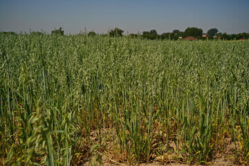 A large field of ripening oats. Summer harvest.