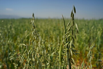 A large field of ripening oats. Summer harvest.